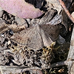 Unidentified Moth (Lepidoptera) at Goulburn, NSW - 30 Oct 2024 by trevorpreston