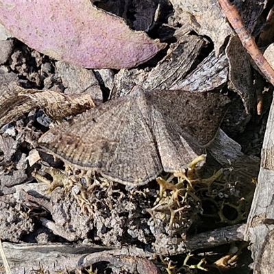 Unidentified Moth (Lepidoptera) at Goulburn, NSW - 30 Oct 2024 by trevorpreston