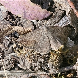 Taxeotis subvelaria at Goulburn, NSW - 30 Oct 2024