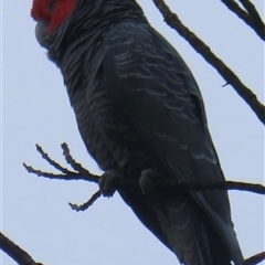 Callocephalon fimbriatum (Gang-gang Cockatoo) at Narrabundah, ACT - 30 Oct 2024 by RobParnell