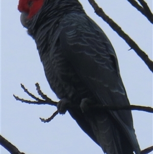 Callocephalon fimbriatum at Narrabundah, ACT - 30 Oct 2024