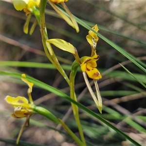 Diuris sulphurea at Goulburn, NSW - suppressed