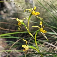 Diuris sulphurea at Goulburn, NSW - 30 Oct 2024