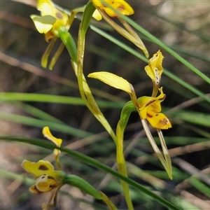 Diuris sulphurea at Goulburn, NSW - suppressed