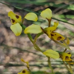 Diuris sulphurea at Goulburn, NSW - 30 Oct 2024