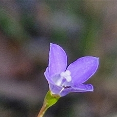 Wahlenbergia multicaulis (Tadgell's Bluebell) at Goulburn, NSW - 30 Oct 2024 by trevorpreston