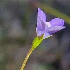 Wahlenbergia multicaulis at Goulburn, NSW - 30 Oct 2024 04:13 PM