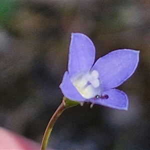 Wahlenbergia multicaulis at Goulburn, NSW - 30 Oct 2024 04:13 PM