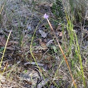 Wahlenbergia multicaulis at Goulburn, NSW - 30 Oct 2024 04:13 PM