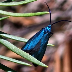 Pollanisus (genus) (A Forester Moth) at Goulburn, NSW - 30 Oct 2024 by trevorpreston