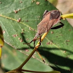 Amorbus (genus) (Eucalyptus Tip bug) at Goulburn, NSW - 30 Oct 2024 by trevorpreston