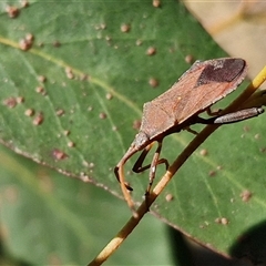 Amorbus (genus) at Goulburn, NSW - 30 Oct 2024 04:08 PM