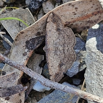 Taxeotis subvelaria (Neat Taxeotis) at Goulburn, NSW - 30 Oct 2024 by trevorpreston