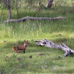 Vulpes vulpes (Red Fox) at Weetangera, ACT - 10 Oct 2014 by Jennybach