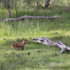 Vulpes vulpes at Weetangera, ACT - 10 Oct 2014 03:34 PM