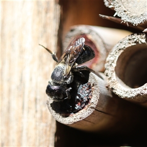 Megachile lucidiventris at Keiraville, NSW - 25 Mar 2024