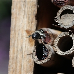 Megachile lucidiventris at Keiraville, NSW - 25 Mar 2024