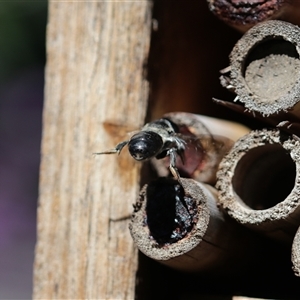 Megachile lucidiventris at Keiraville, NSW - 25 Mar 2024