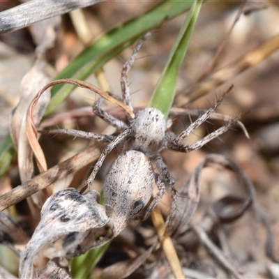 Oxyopes (genus) (Lynx spider) at Bredbo, NSW - 30 Oct 2024 by DianneClarke
