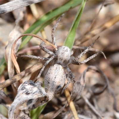 Oxyopes sp. (genus) (Lynx spider) at Bredbo, NSW - 30 Oct 2024 by DianneClarke