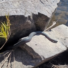 Pseudechis porphyriacus (Red-bellied Black Snake) at Greenway, ACT - 30 Oct 2024 by AlexSantiago