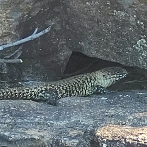 Egernia cunninghami at Greenway, ACT - 30 Oct 2024