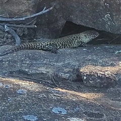 Egernia cunninghami at Greenway, ACT - 30 Oct 2024