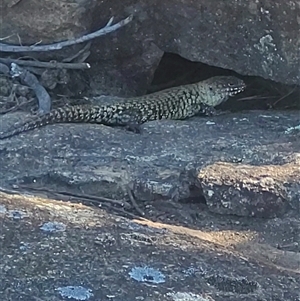 Egernia cunninghami at Greenway, ACT - 30 Oct 2024