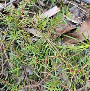 Persoonia chamaepeuce at Tinderry, NSW - 30 Oct 2024