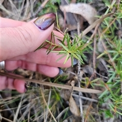 Persoonia chamaepeuce at Tinderry, NSW - 30 Oct 2024