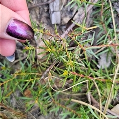 Persoonia chamaepeuce at Tinderry, NSW - 30 Oct 2024