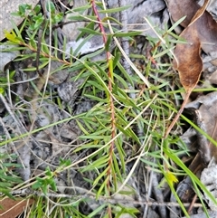 Persoonia chamaepeuce at Tinderry, NSW - 30 Oct 2024