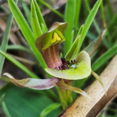 Chiloglottis sp. aff. jeanesii (Kybeyan Bird Orchid) by Csteele4