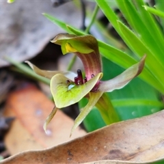 Chiloglottis sp. aff. jeanesii at suppressed - suppressed