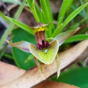 Chiloglottis sp. aff. jeanesii at suppressed - 30 Oct 2024