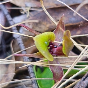 Chiloglottis sp. aff. jeanesii at suppressed - suppressed