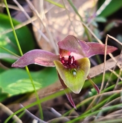 Chiloglottis sp. aff. jeanesii at suppressed - suppressed