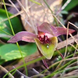 Chiloglottis sp. aff. jeanesii at suppressed - suppressed