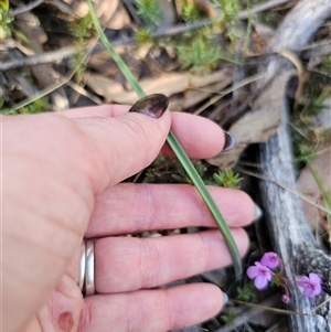 Thelymitra sp. at Tinderry, NSW - suppressed