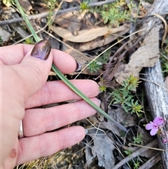 Thelymitra sp. at Tinderry, NSW - suppressed