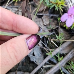 Thelymitra sp. at Tinderry, NSW - suppressed