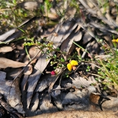 Bossiaea buxifolia (Matted Bossiaea) at Tinderry, NSW - 30 Oct 2024 by Csteele4