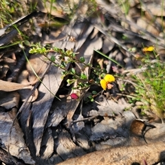 Bossiaea buxifolia at Tinderry, NSW - 30 Oct 2024 04:34 PM