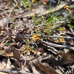 Bossiaea buxifolia at Tinderry, NSW - 30 Oct 2024 04:34 PM