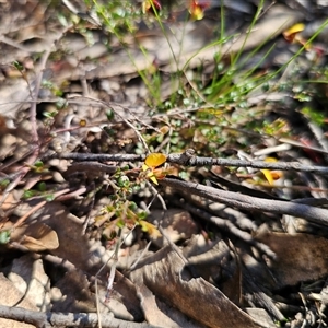 Bossiaea buxifolia at Tinderry, NSW - 30 Oct 2024