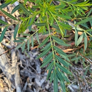 Polyscias sambucifolia at Tinderry, NSW - 30 Oct 2024