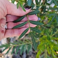 Polyscias sambucifolia at Tinderry, NSW - 30 Oct 2024