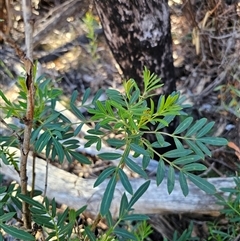 Polyscias sambucifolia at Tinderry, NSW - 30 Oct 2024