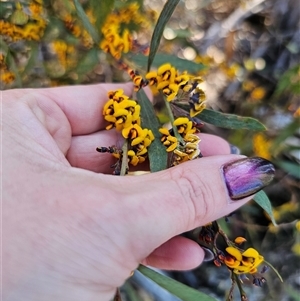 Daviesia suaveolens at Tinderry, NSW - 30 Oct 2024