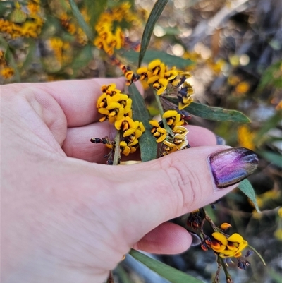 Daviesia suaveolens at Tinderry, NSW - 30 Oct 2024 by Csteele4